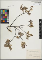 Foto von Salix lapponum L. x Salix myrtilloides L.